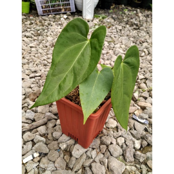 Anthurium Papillilaminum x Anthurium Ace Of Spades / Anthurium Raven's Heart