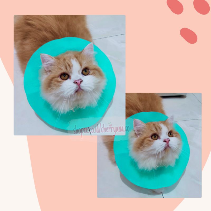 Pet Collar Bahan Kain Pelindung Leher Anjing Kucing Shopee Indonesia