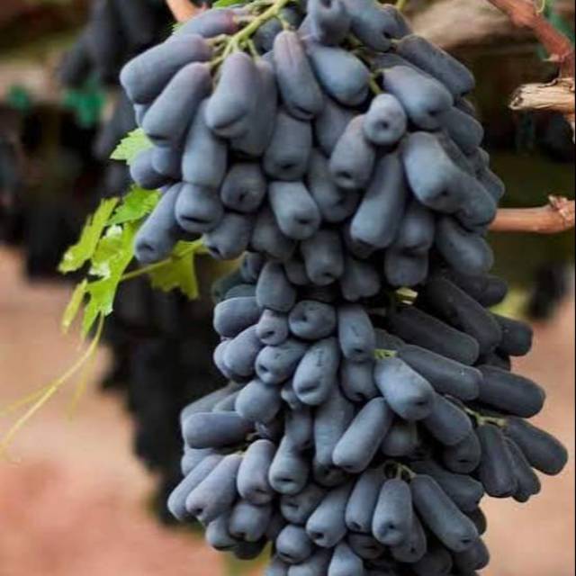 Moondrop Sweetsapphire