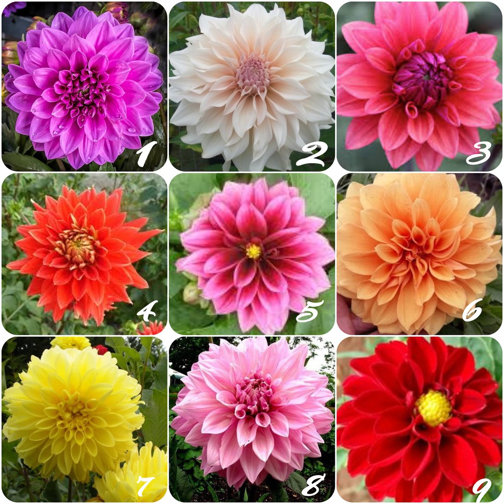 Tanaman Bunga Dahlia Murah Min Pembelian 2 Pcs Shopee Indonesia