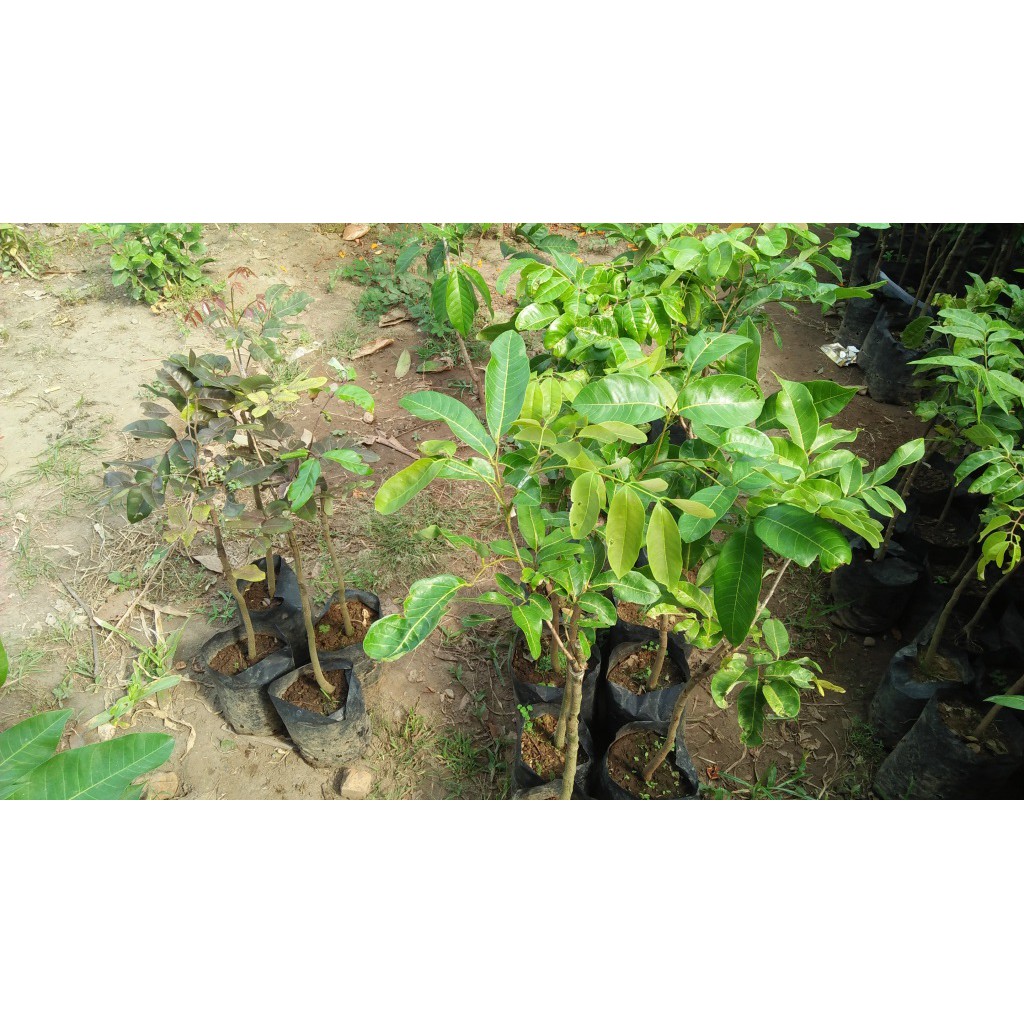 Bibit Kelengkeng Kateki