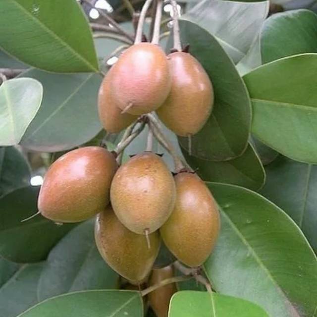 Bibit buah sawo kecik