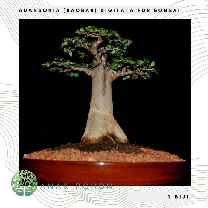 Benih / Bibit / Biji - Adansonia (Baobab) Digitata for Bonsai - IMPORT (1 biji) ANPN62 Buru Order