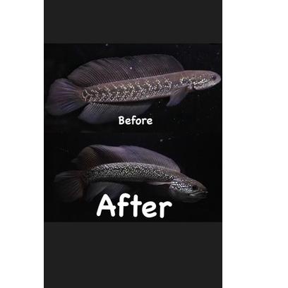 Muraaaahh.. PELET CHANNA BLACK GOBLIN 50GR