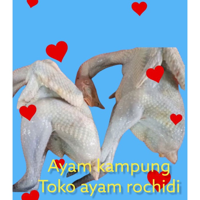 

ayam kampung, ayam segar, 08-09(hidup) bonus ati ampela