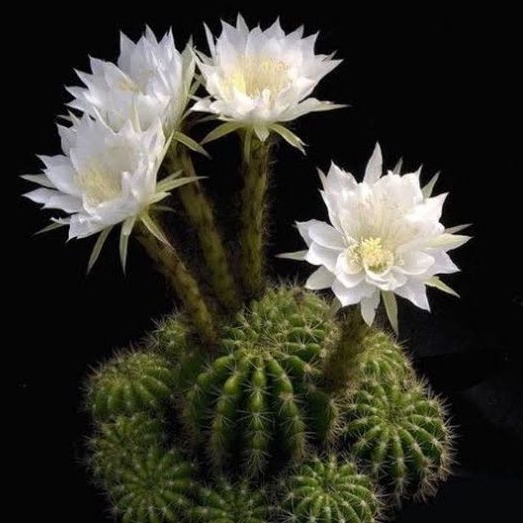 Kaktus ownroot medium Echinopsis Goldenball