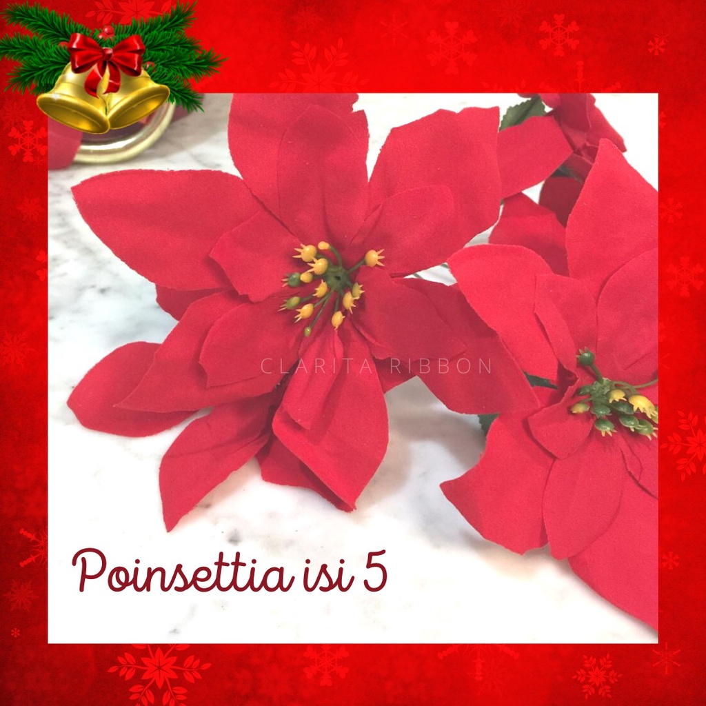 bunga natal/ bunga poinsettia