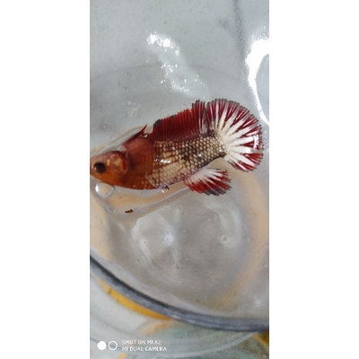 Betina FCCP Red Head