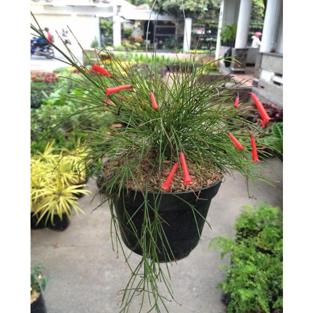 (TERLARIS) Tanaman gantung air mancur-Air mancur bunga merah-Tanaman pot gantung-Tanaman hidup