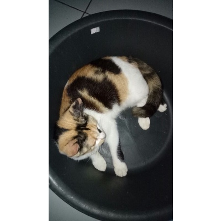 kucing persia medium