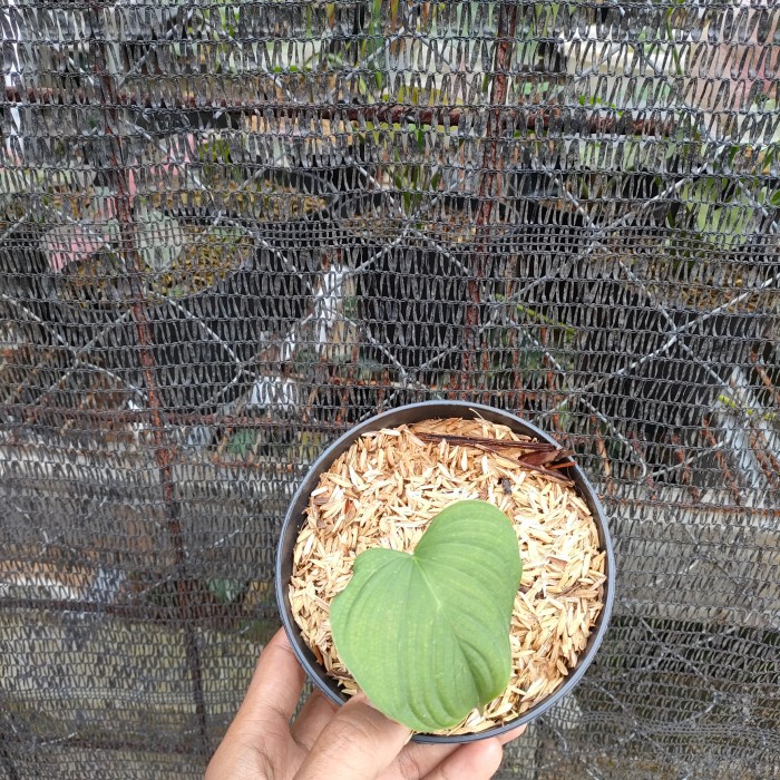 Philodendron fibraecataphyllum 1 daun