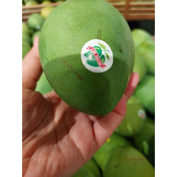 

Mangga Lily box isi 5kg an