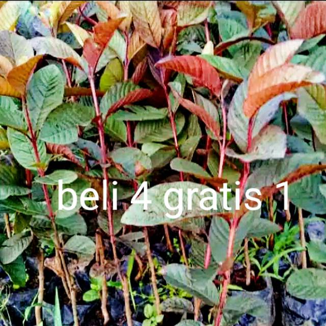 Bibit Jambu biji australia