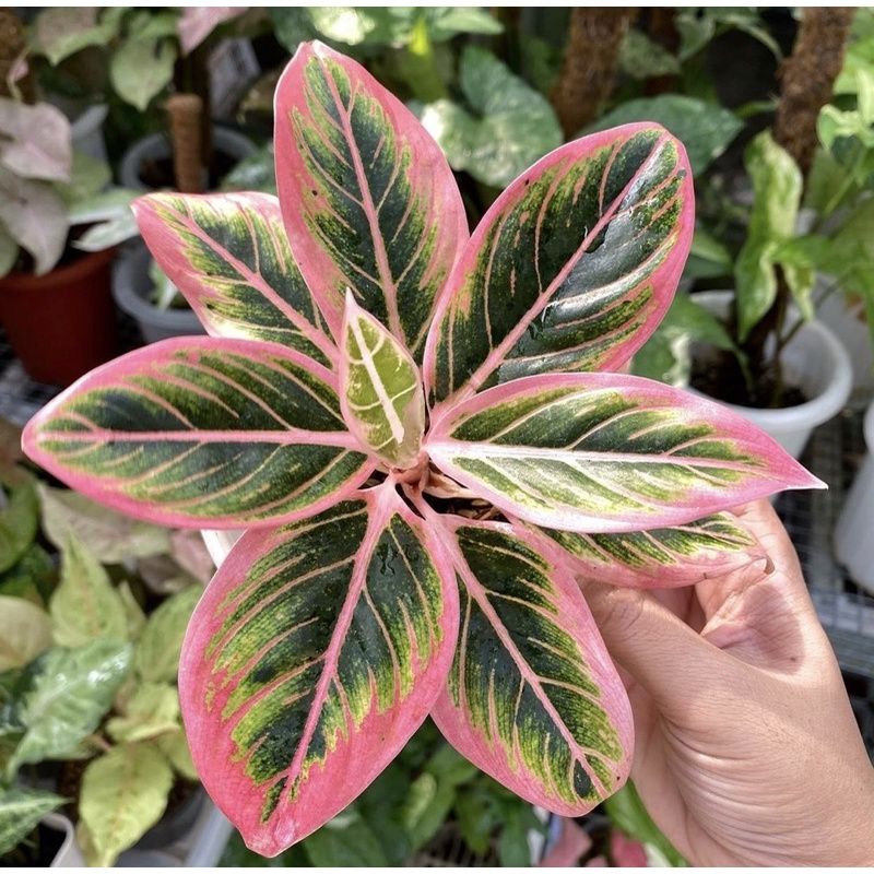 Tanaman Hias Hidup Aglonema Lipstik Pink - Tanaman hias aglonema lipstik pink - bunga aglonema lipst