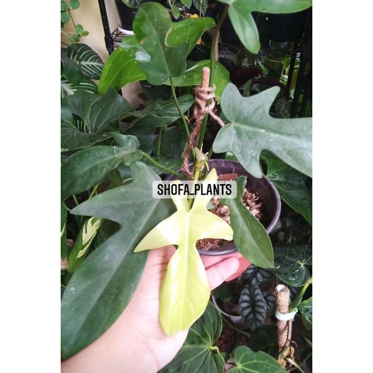 Philodendron Florida Ghost Mint