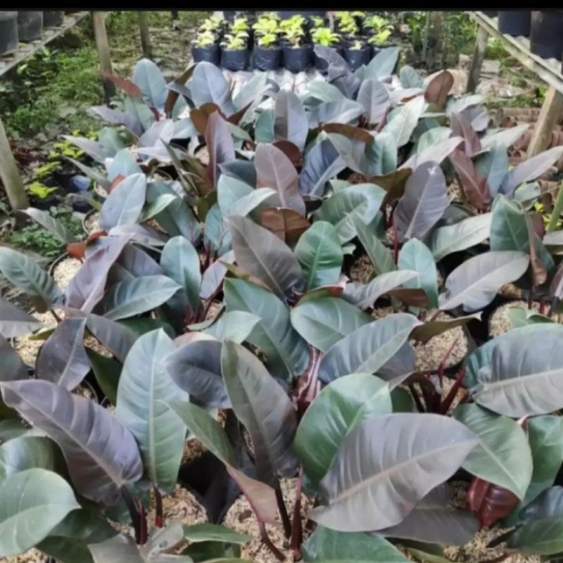 bunga PHILODENDRON BLACK CARDINAL