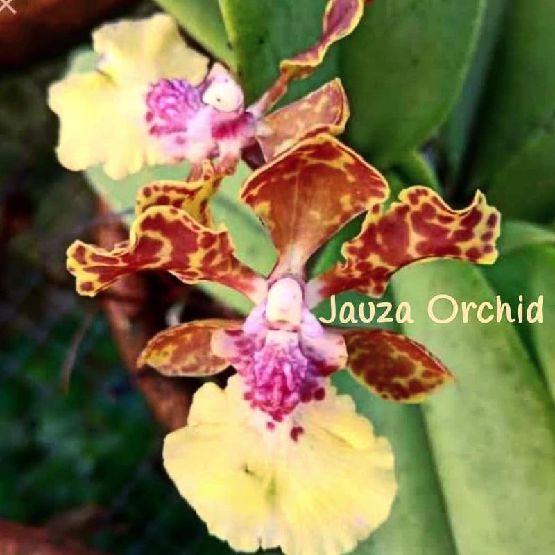 ANGGREK ONCIDIUM LANCEANUM DEWASA