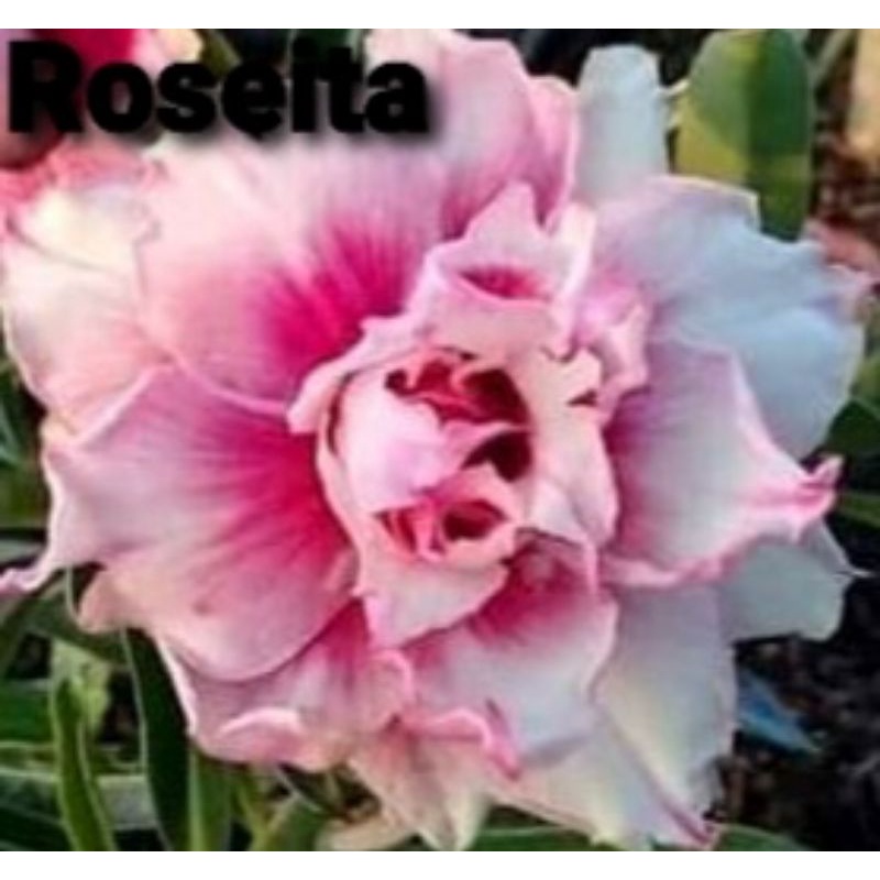 Adenium grafting bunga tumpuk / Kamboja Jepang