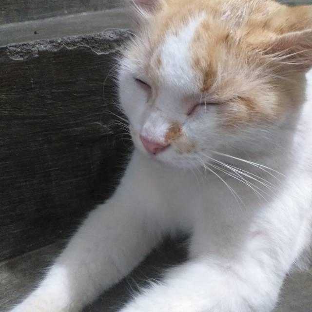 Jual Kucing oren | Shopee Indonesia