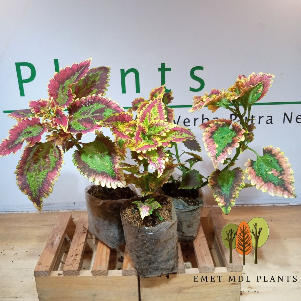 HEMAT Paket 3 miana langka super premium - Tanaman Hias Miana Bunga miyana premium miana hidup / COD