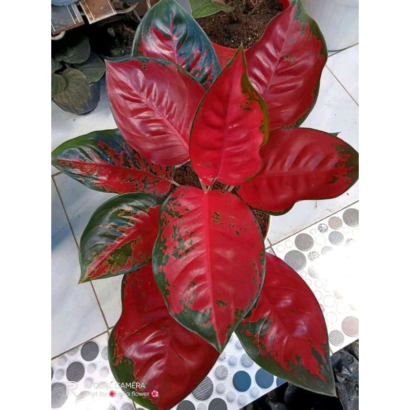 Tanaman hias "Jenis-Jenis Aglonema RED "