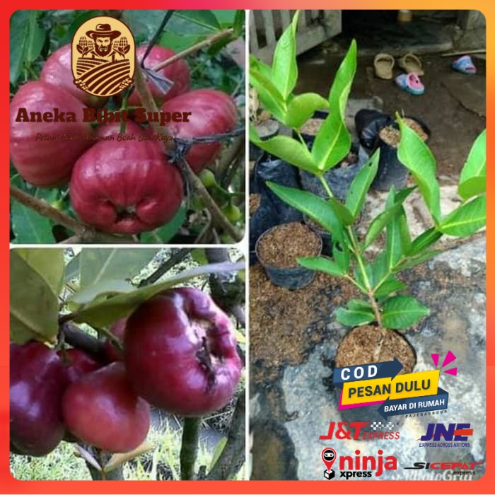 Bibit tanaman buah jambu air black diamond