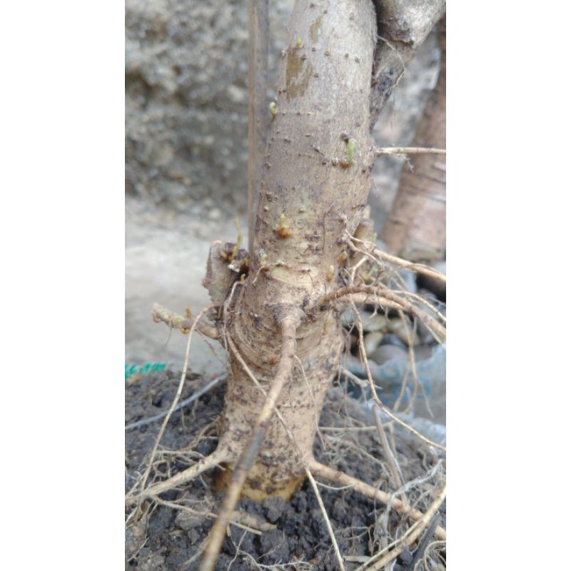 serut bahan bonsai