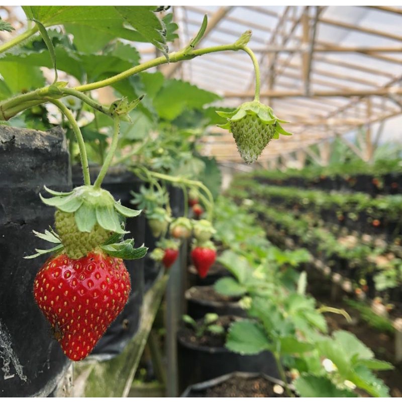 bibit strawberry ichan king