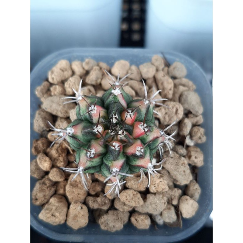 Kaktus Gymno Multicolor