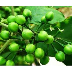 

Buah Takokak 500 gr Tekokak Cepokak Terung Pipit Segar