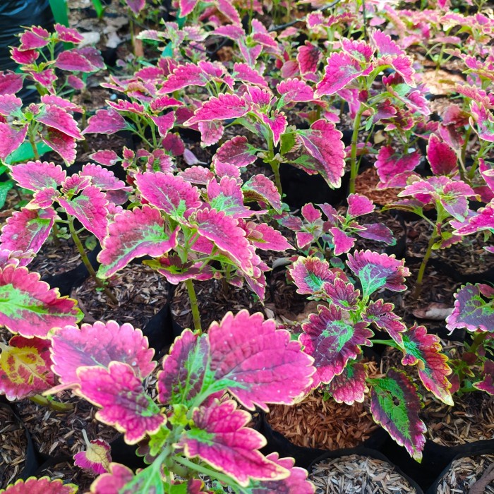 Terbaru tanaman hias miana merah keriting 01 - miana premium - mix warna