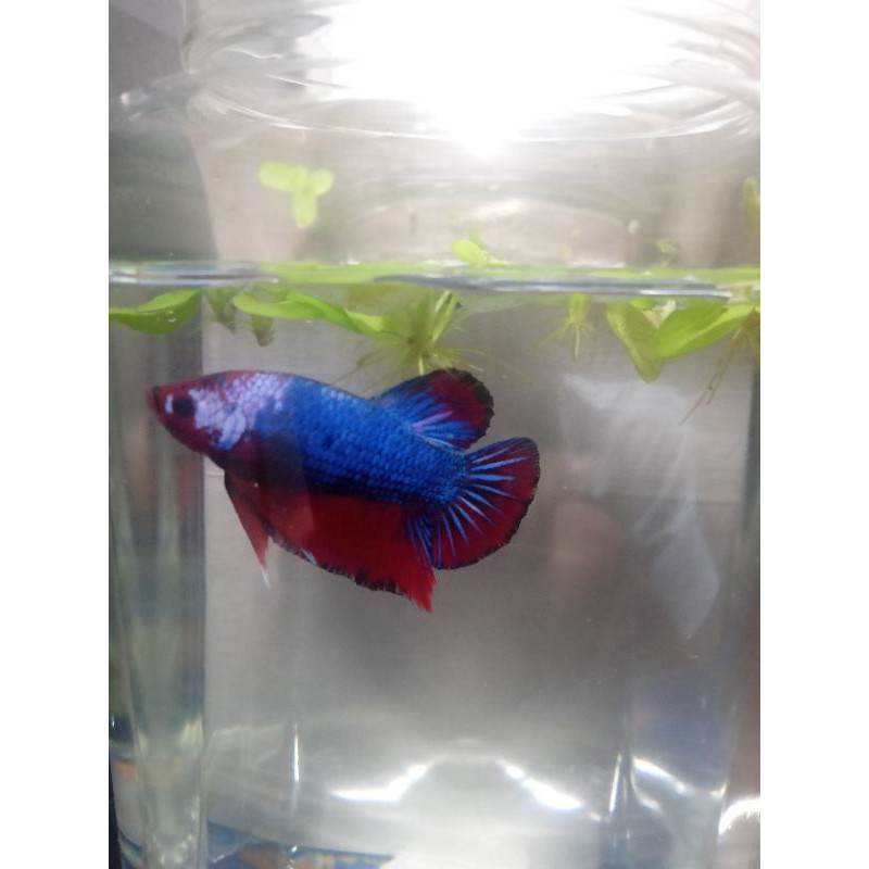 

ikan cupang_beta Fanchy cooper_FCCP