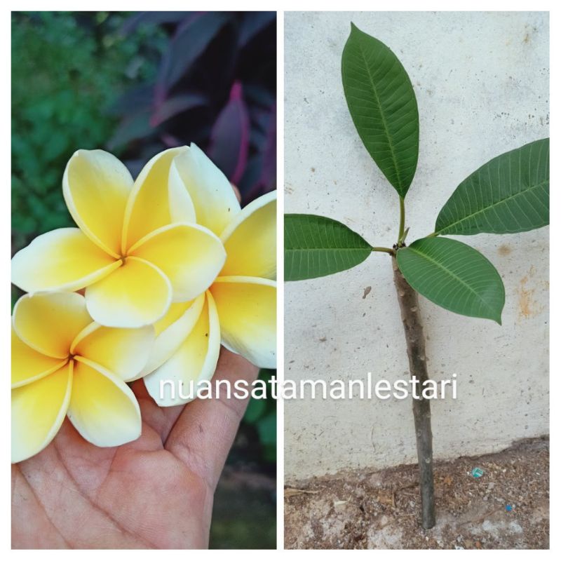 Kamboja bali bunga kuning / Kamboja Bali cutting bunga kuning / stek batang jepun