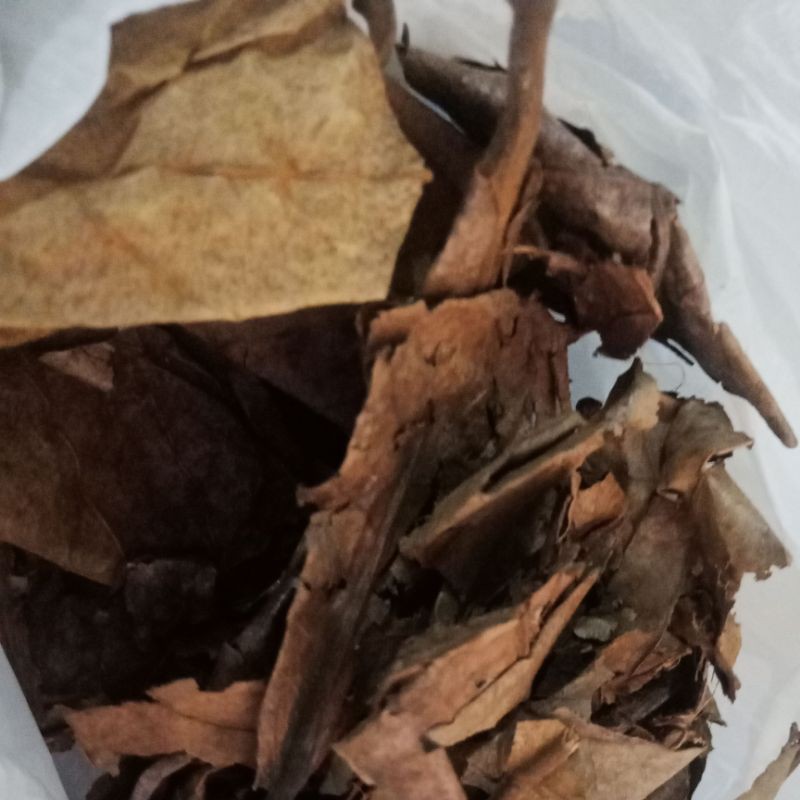 daun ketapang laut olahan