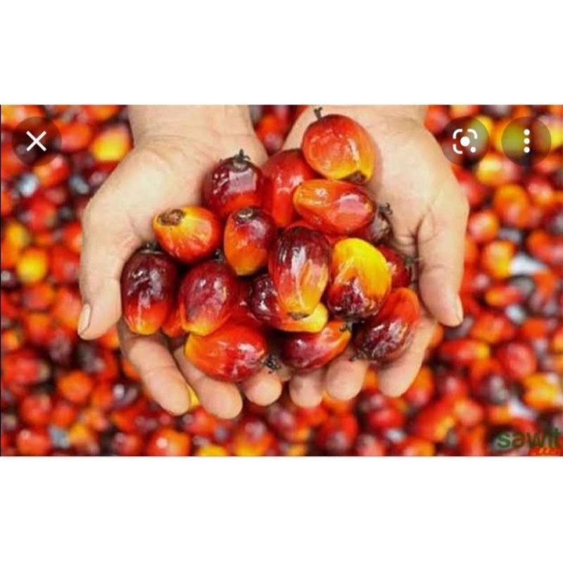 

BUAH SEGAR KELAPA SAWIT