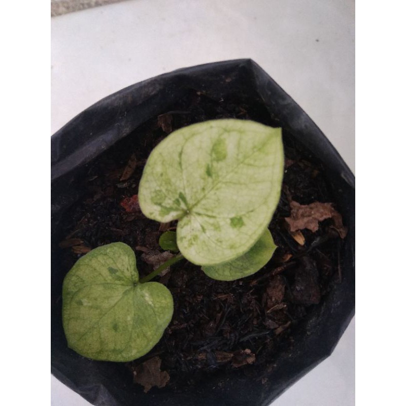 Caladium/Keladi Uncle Marley/H37 /Kimora