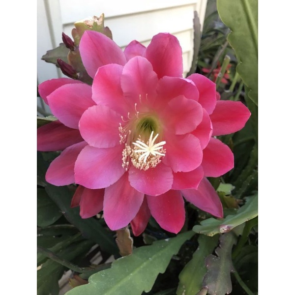 Tanaman hias Wijaya Kusuma bunga pink besar / Wijaya Kusuma bunga