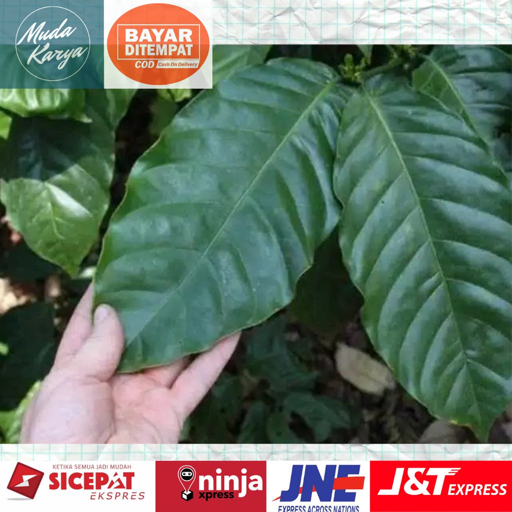 

Daun kopi segar langsung petik dari pohon - Daun kopi herbal per 250 gram