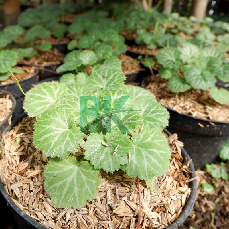 Tanaman hias begonia strawberry hijau - BAKUL KEMBANG