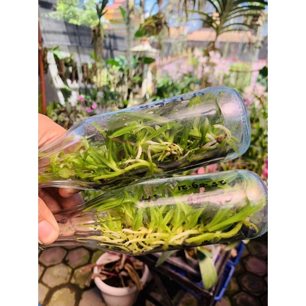 Bibit Botolan Anggrek Cattleya