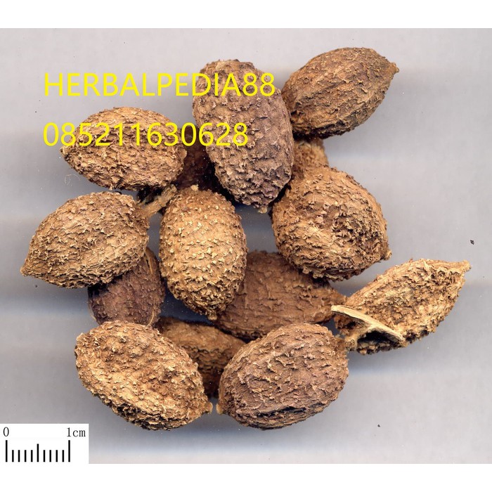 

sha ren 砂仁 Amomi Fructus 100 gram