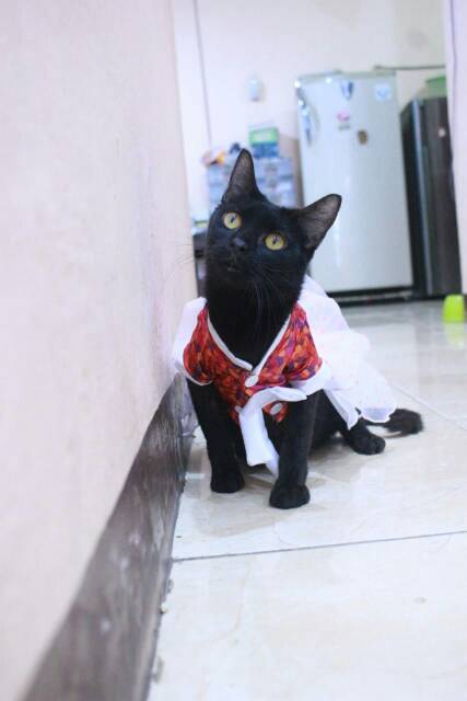 Dress hanbok tutu bunga merah lucu untuk kucing dan anjing / baju kucing murah size S M L XL