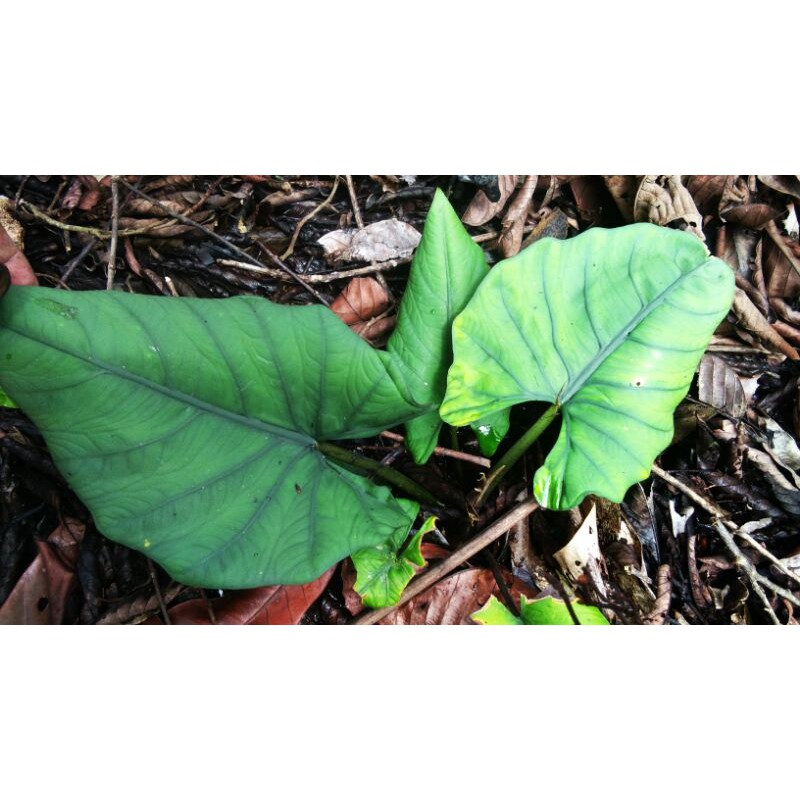 Alocasia Bisma