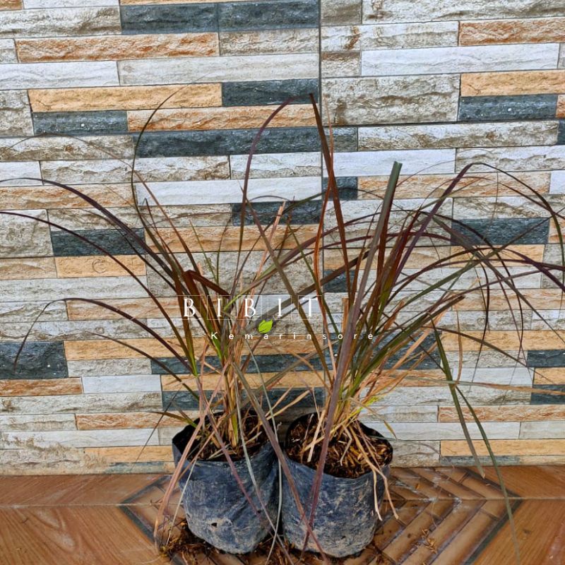 Tanaman Hias Red Crimson Fountain Grass