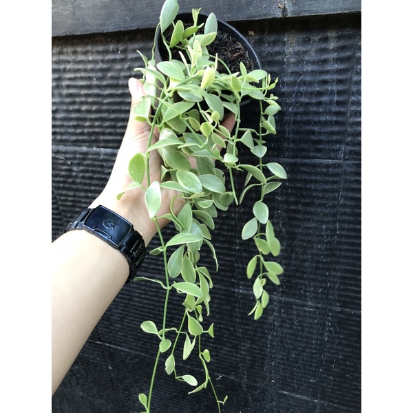 Dischidia Cascade Variegata