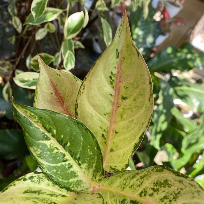 Tanaman hias aglonema frozen - pohon aglonema murah frozen