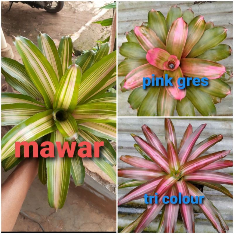 paket 3 jenis bromelia - tanaman bromelia