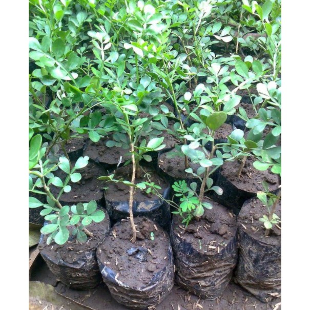 Bibit Buah Kawista Batu