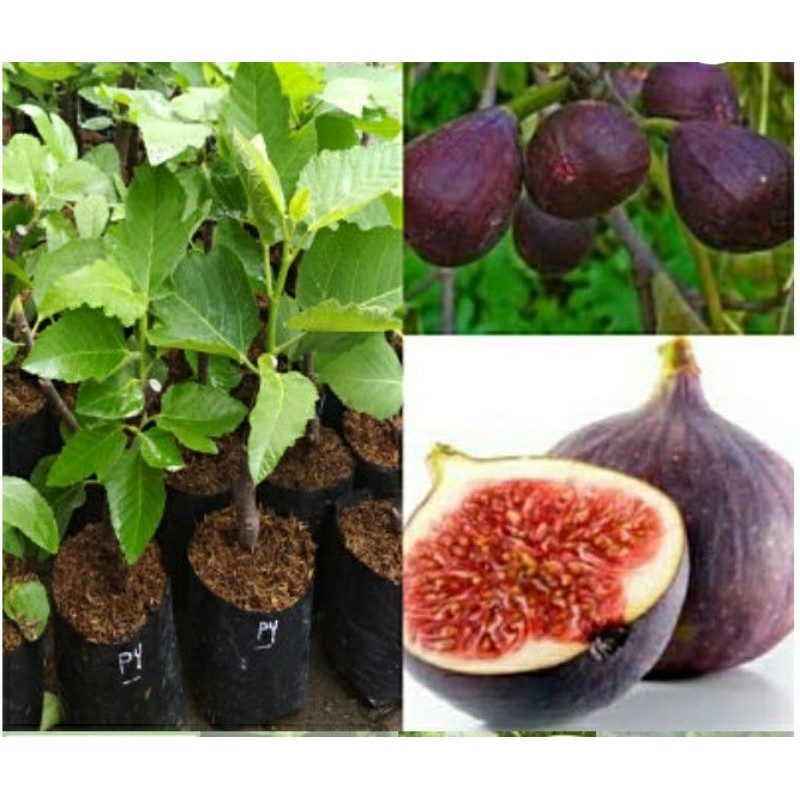 

bibit buah tin