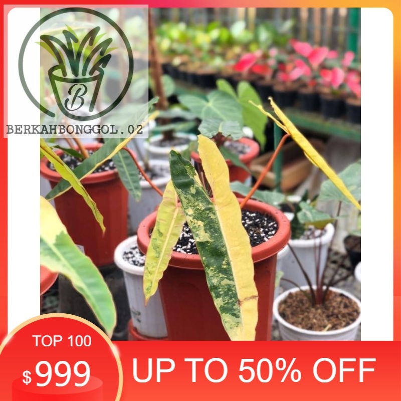 bonggol philodendron kabelbusi varigata